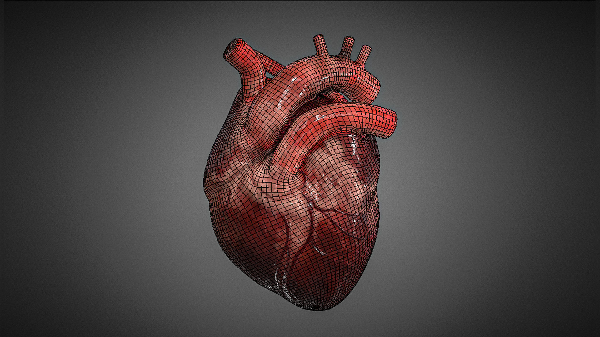 Realistic Human Heart 3D 3D model_5