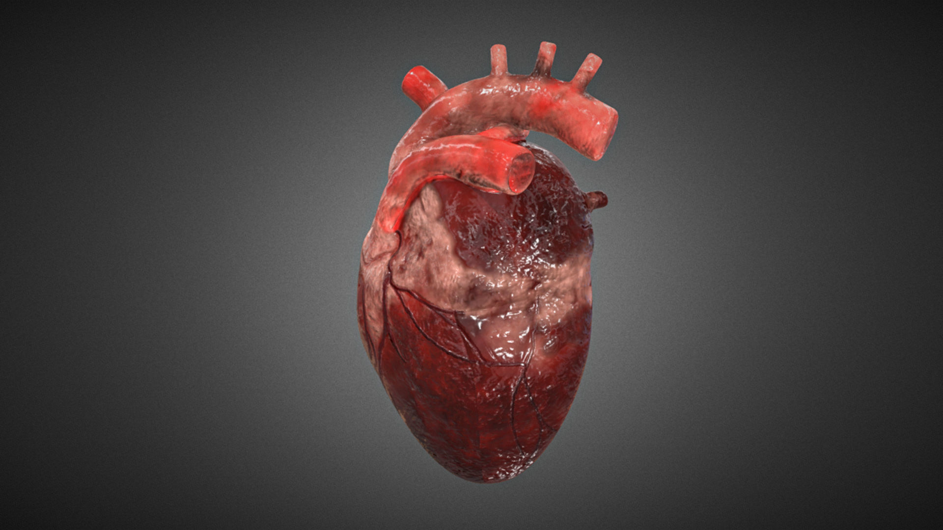 Realistic Human Heart 3D 3D model_1