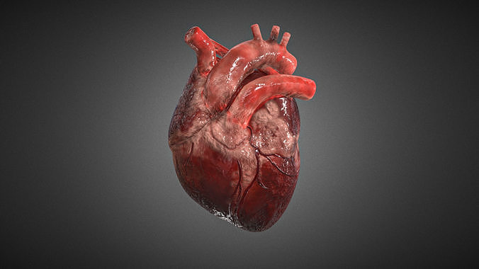Realistic Human Heart 3D 3D model