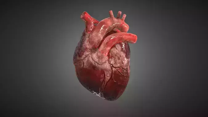 Realistic Human Heart 3D