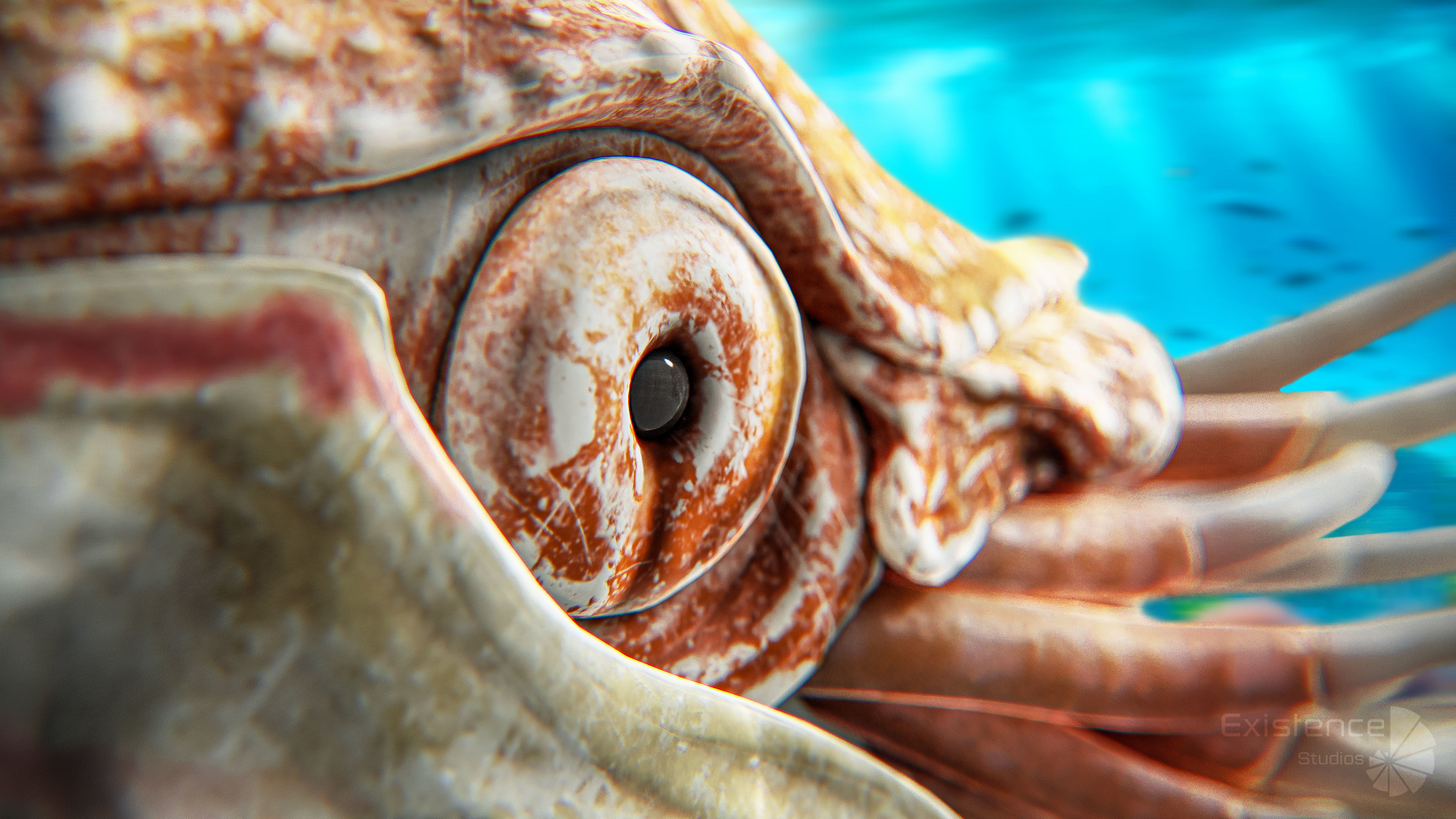 Nautilus Pompilius - Shell Mollusk - Underwater Tentacles - 44 Low-poly 3D model_8