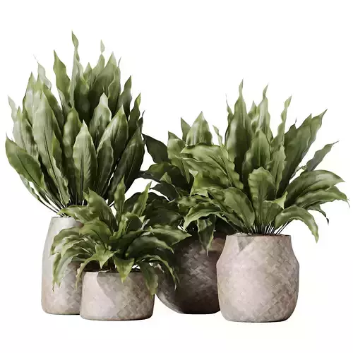 HousePlants Spathiphyllum Wallisii Bellini Peace Lily Domino 04 3D model