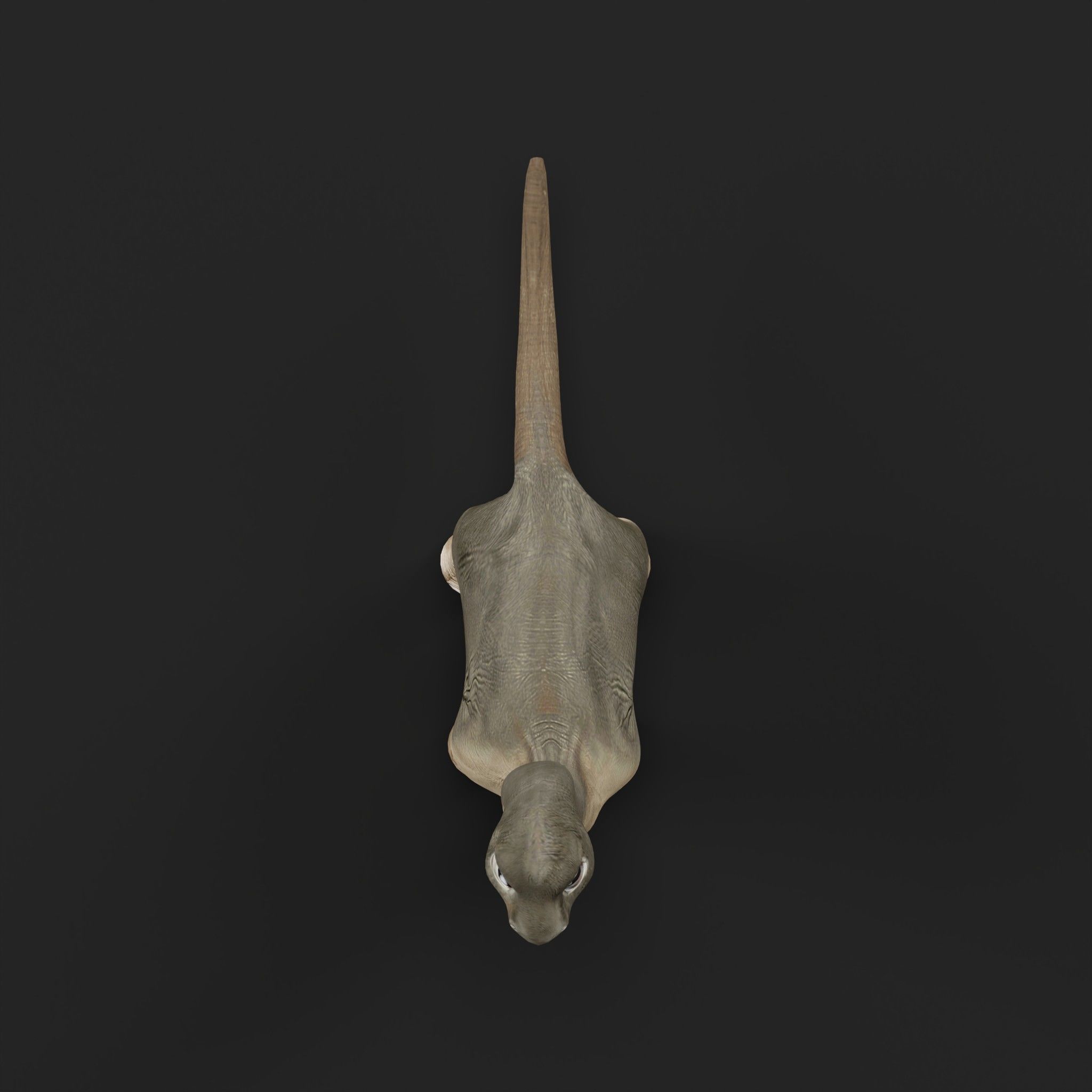 Brachiosaurus Baby Dinosaur Low-poly 3D model_5