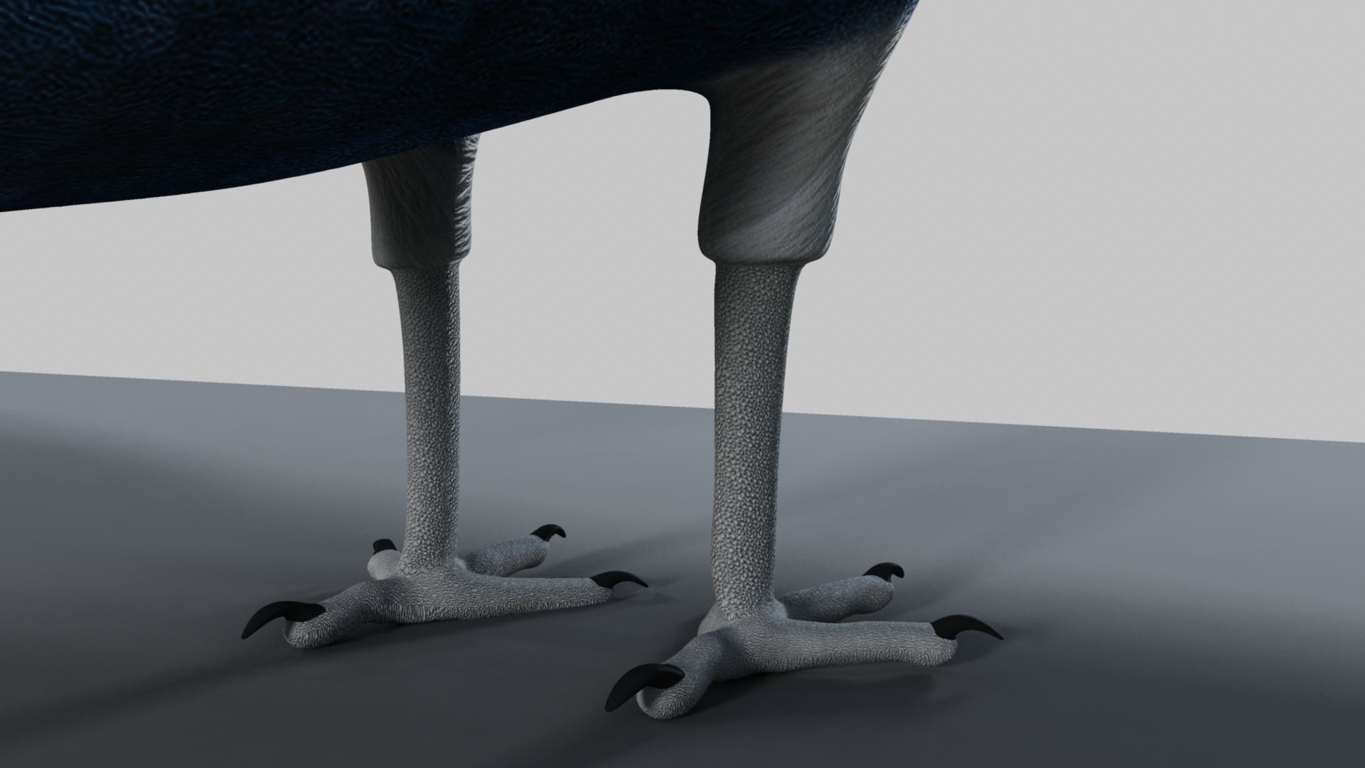 Peacock Rigged and Animation 3D model_2