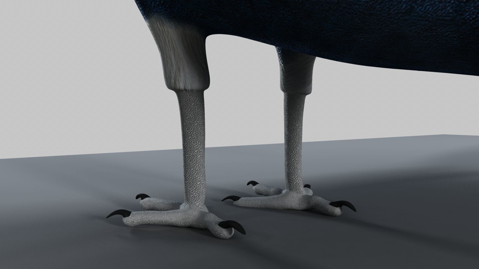 Peacock Rigged and Animation 3D model_34