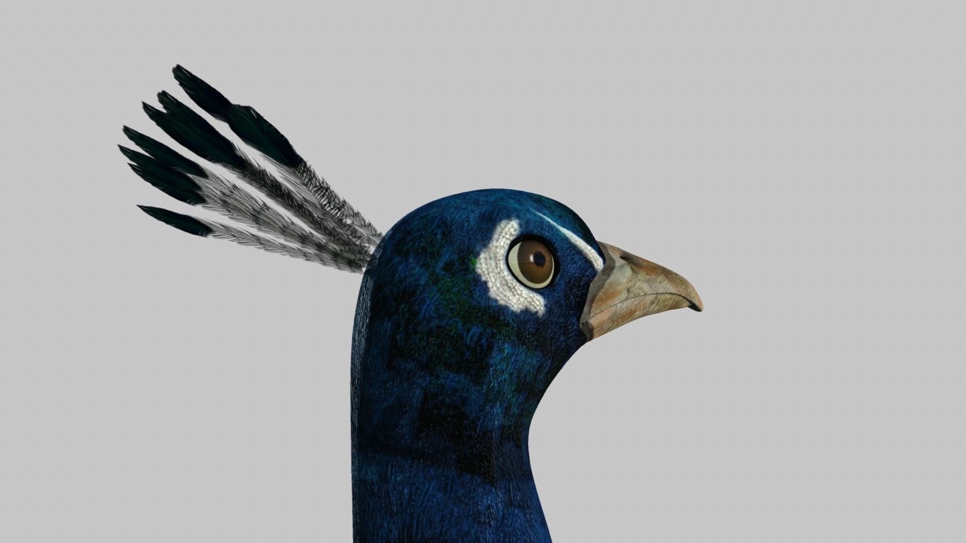 Peacock Rigged and Animation 3D model_3