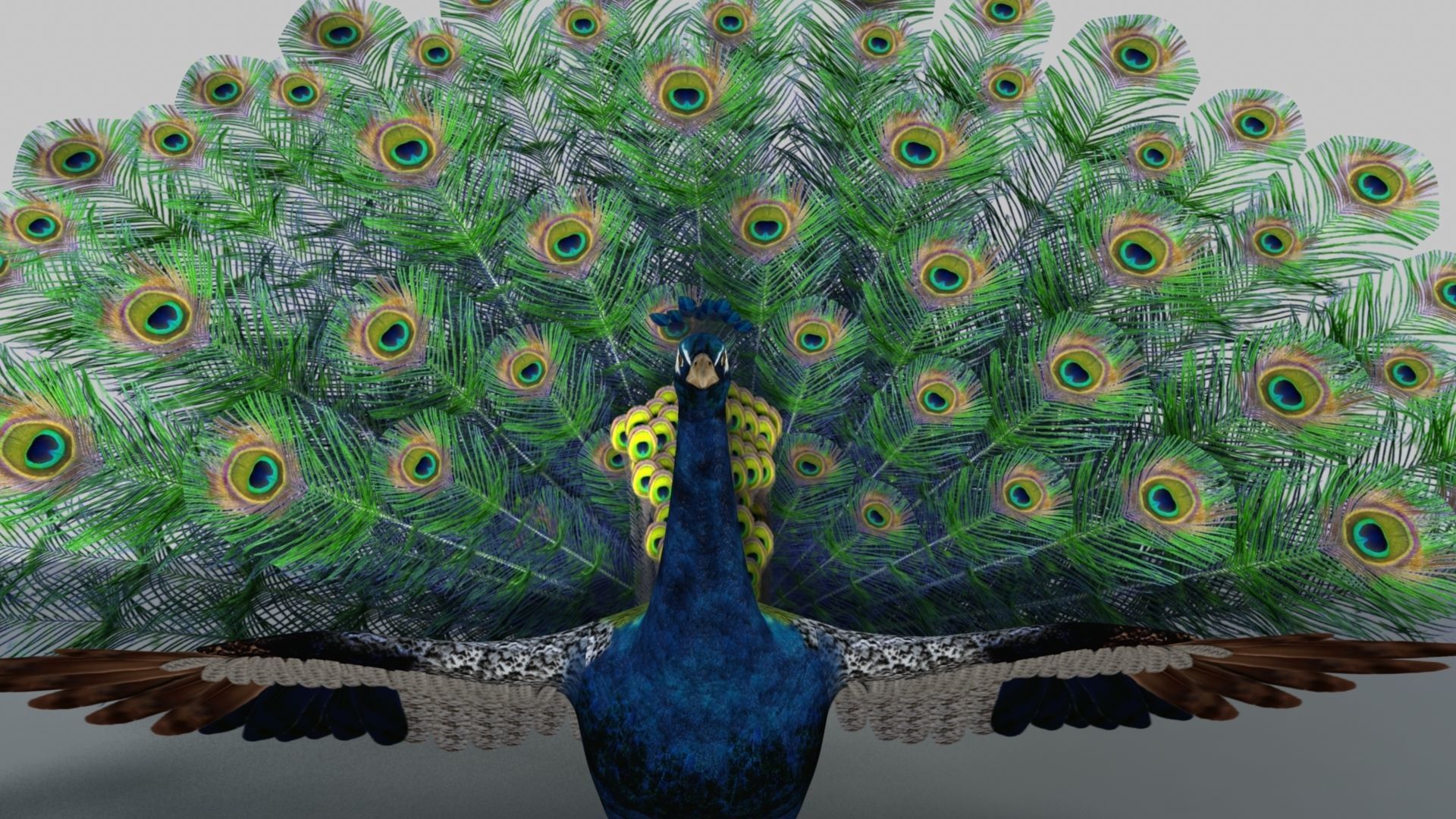 Peacock Rigged and Animation 3D model_5