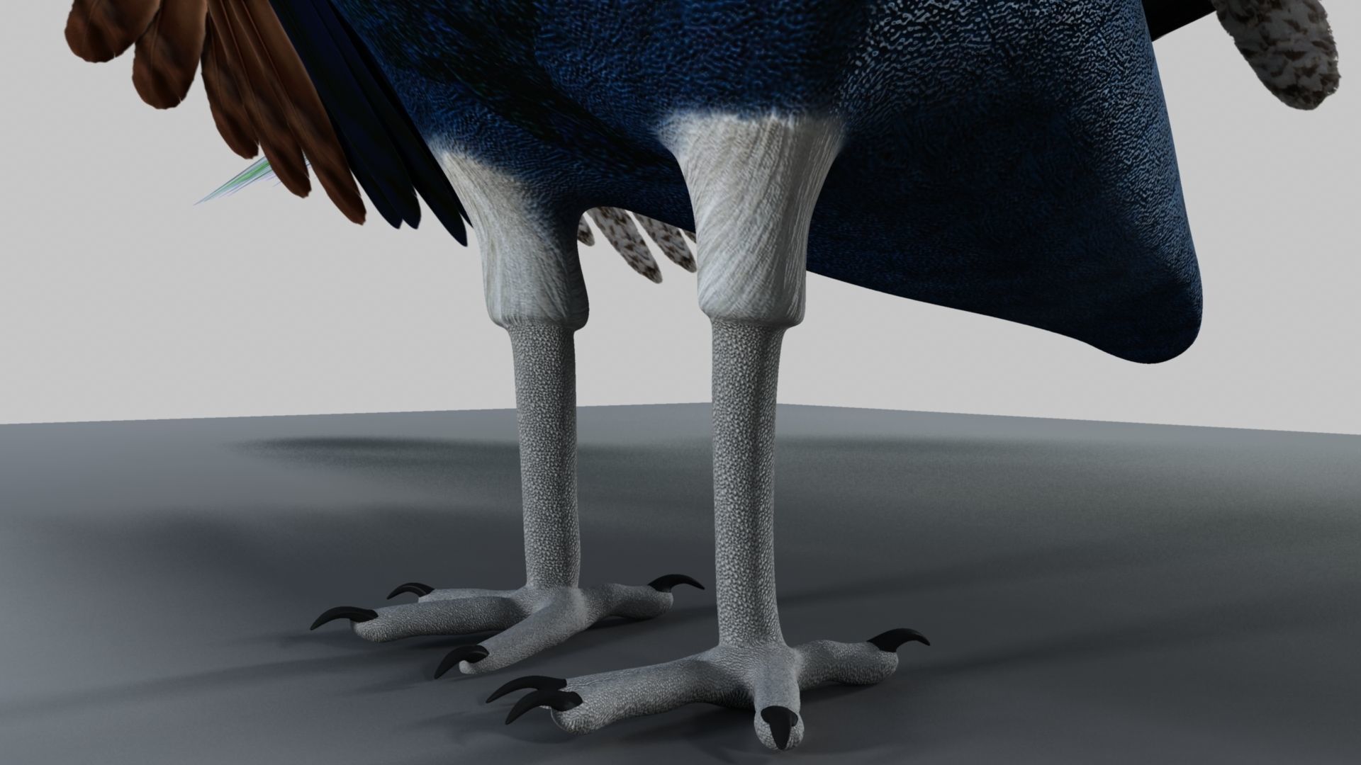 Peacock Rigged and Animation 3D model_31
