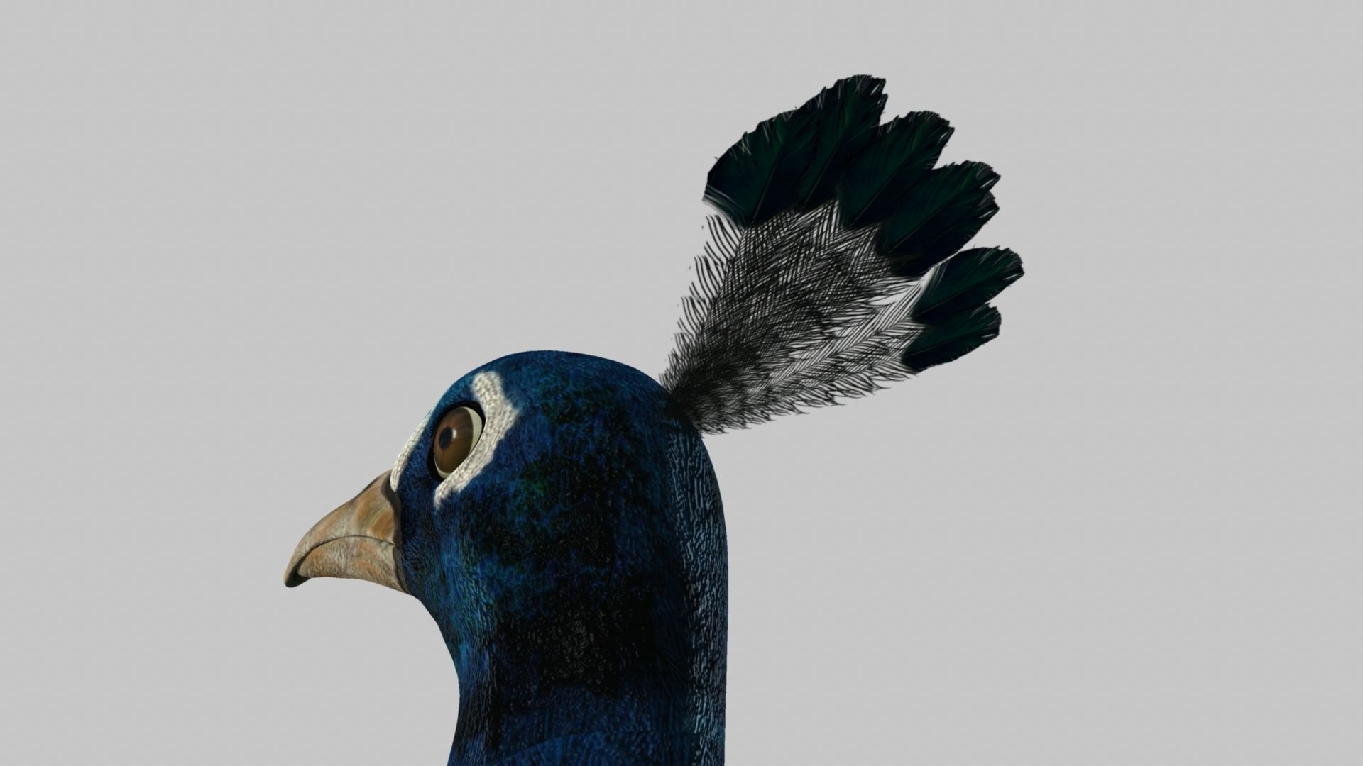 Peacock Rigged and Animation 3D model_7