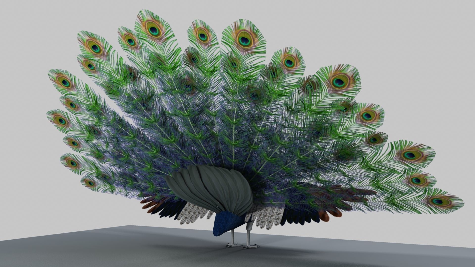 Peacock Rigged and Animation 3D model_23