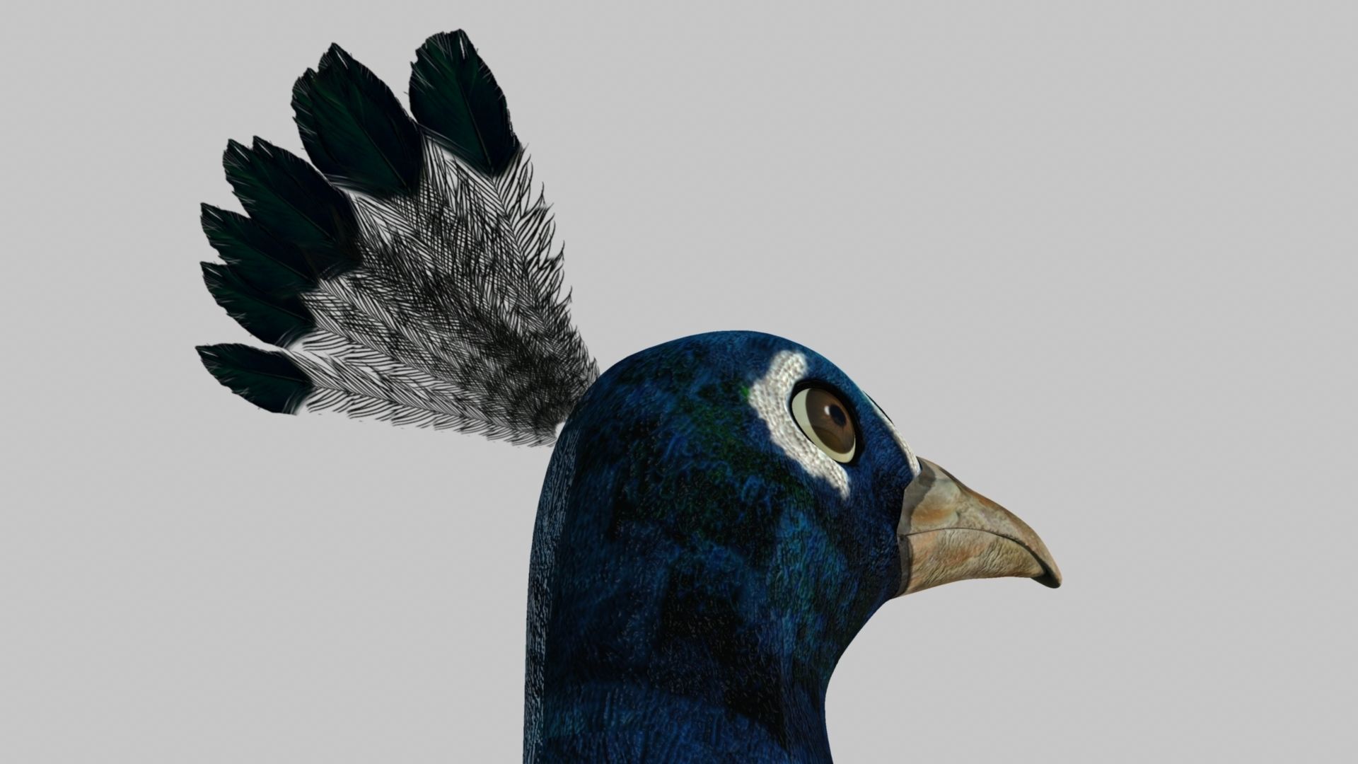 Peacock Rigged and Animation 3D model_8