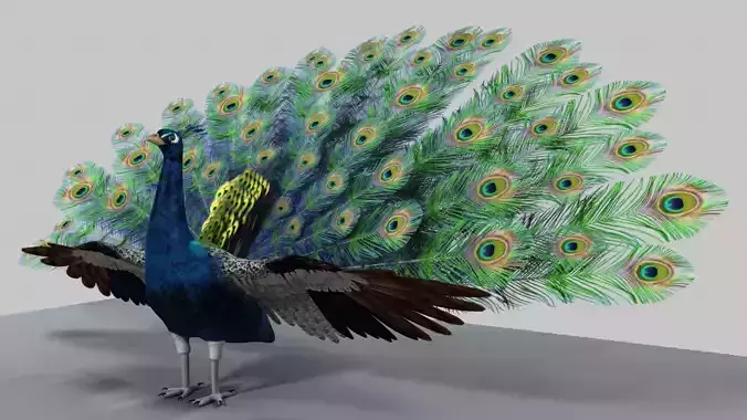 Peacock Rigged and Animation 3D model
