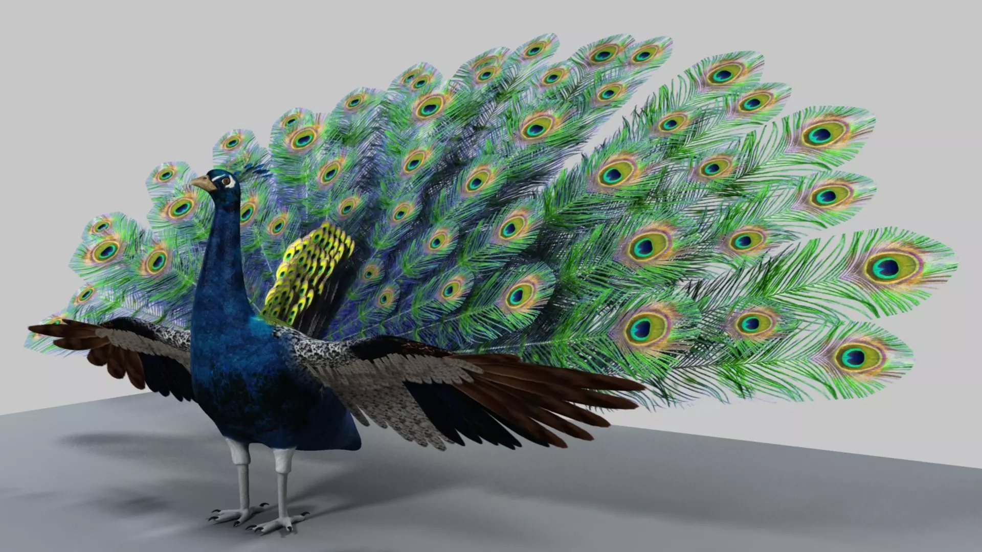 Peacock Rigged and Animation 3D model_0