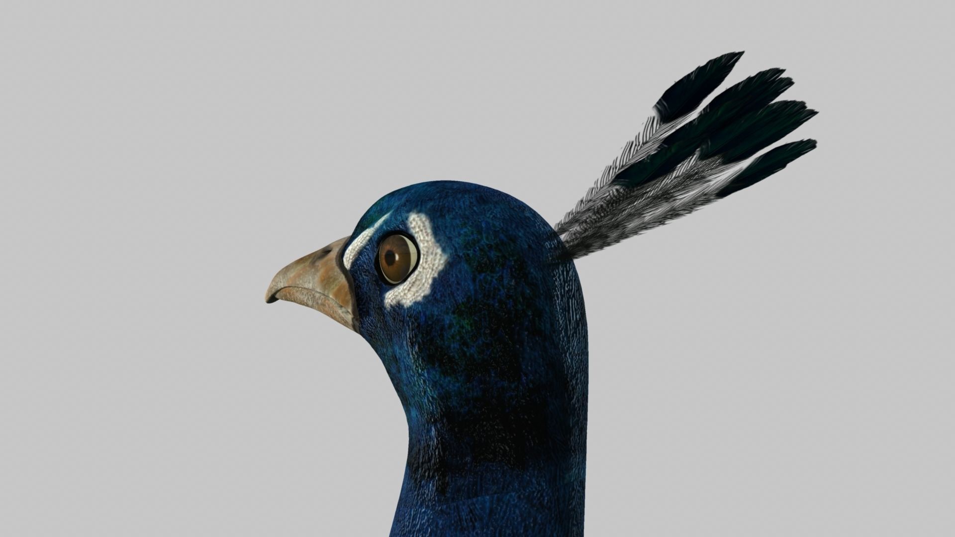 Peacock Rigged and Animation 3D model_4