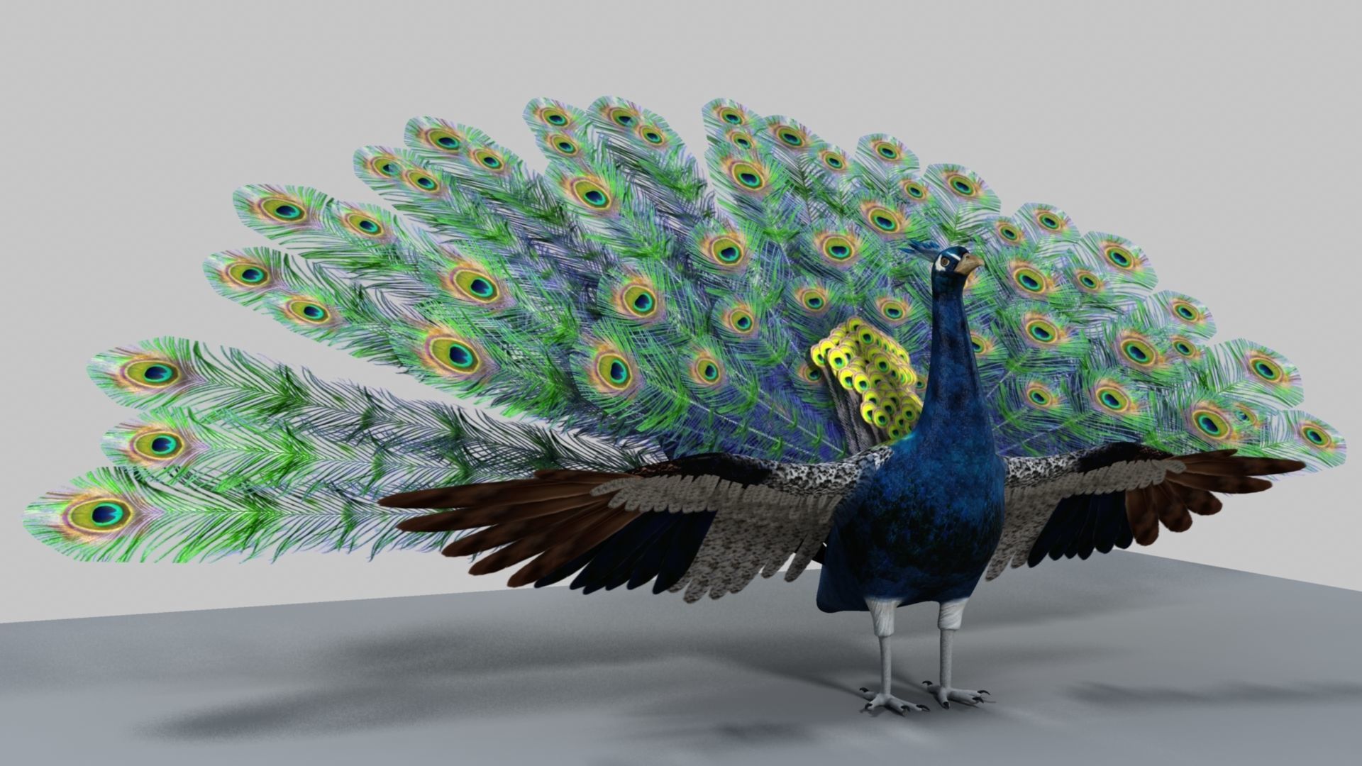 Peacock Rigged and Animation 3D model_29