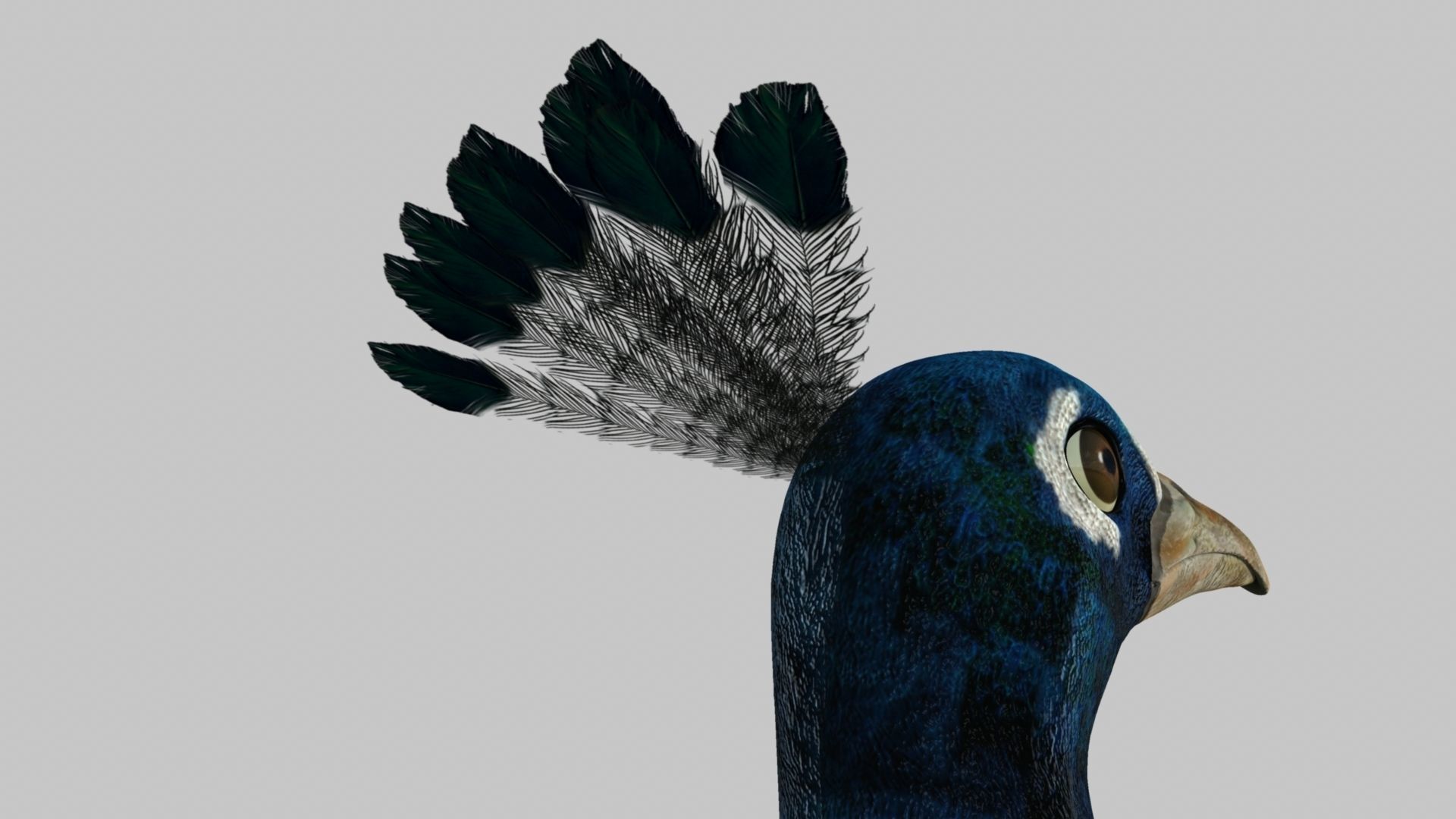 Peacock Rigged and Animation 3D model_6