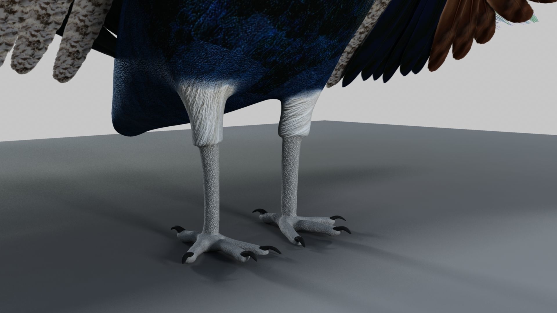 Peacock Rigged and Animation 3D model_33