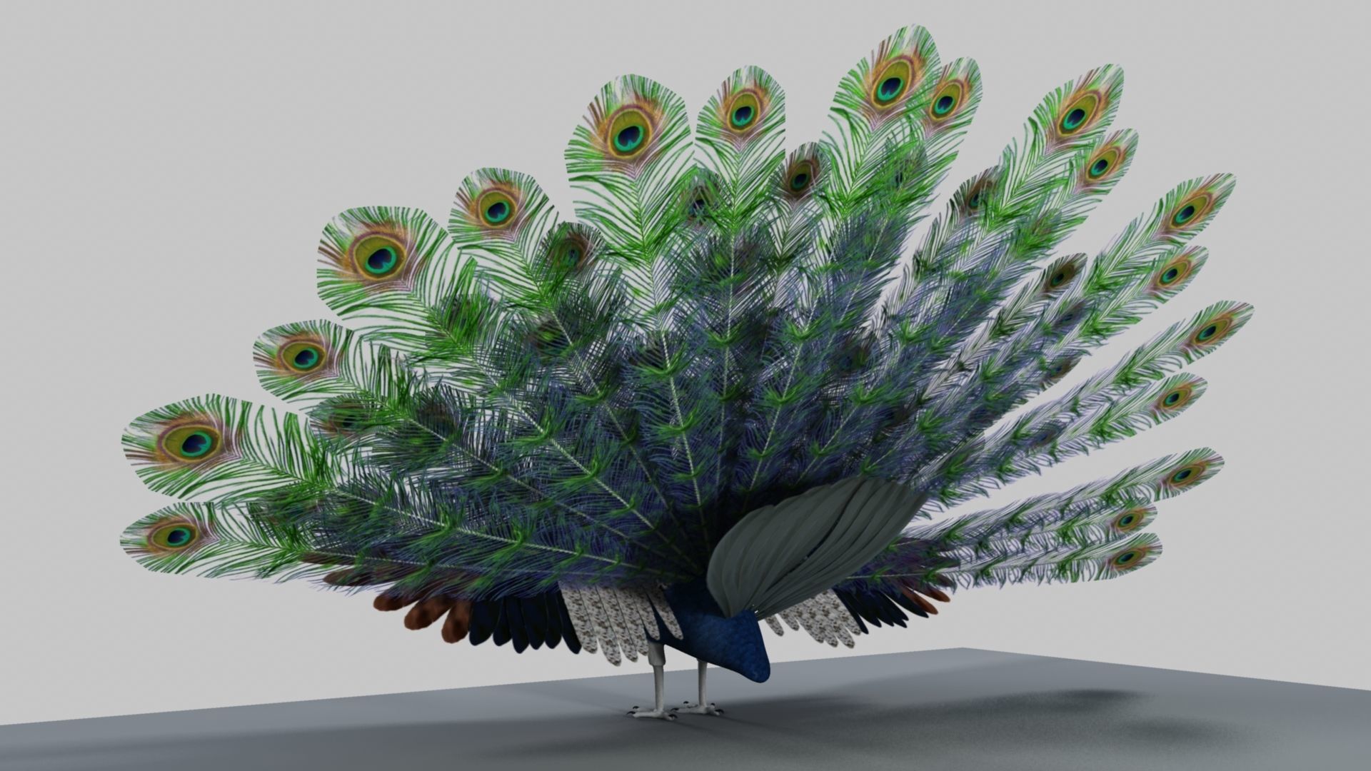 Peacock Rigged and Animation 3D model_12