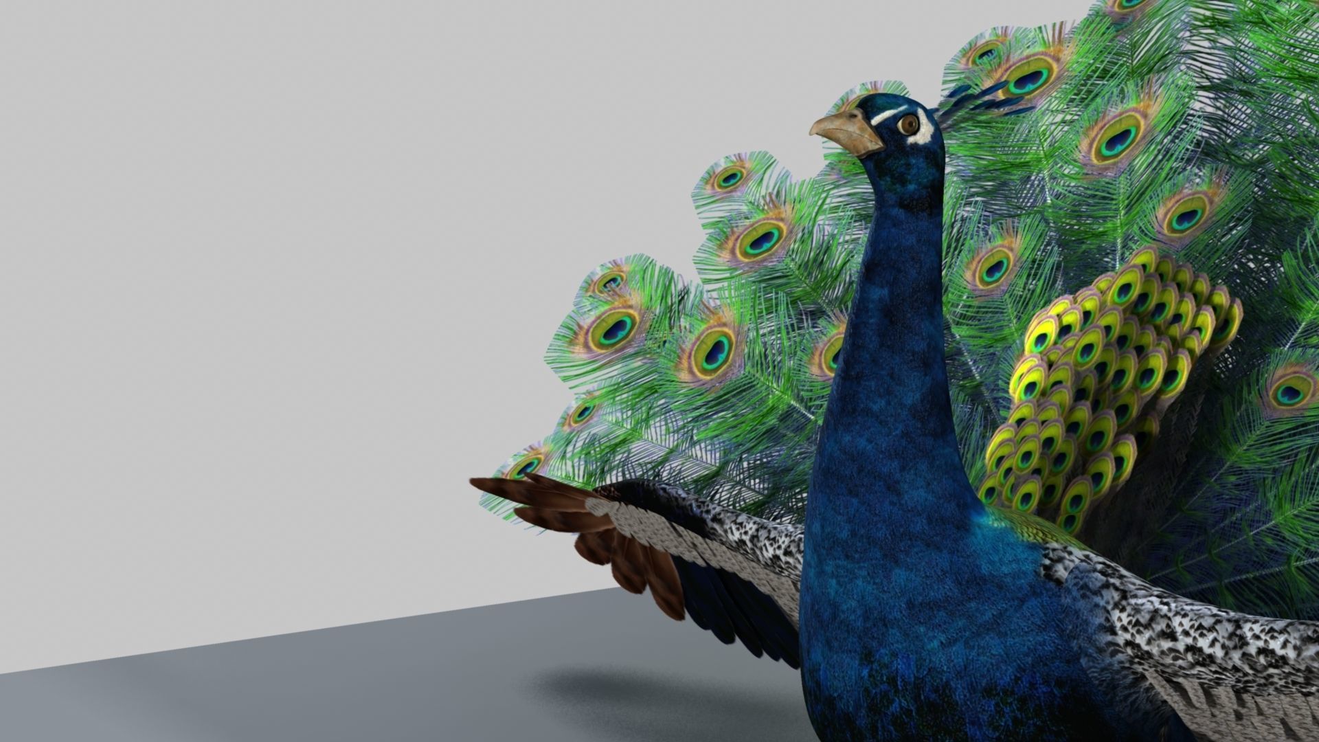 Peacock Rigged and Animation 3D model_30
