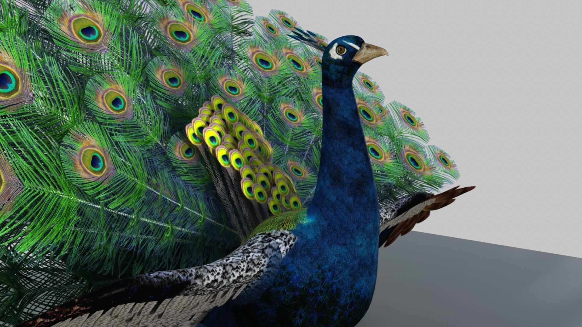 Peacock Rigged and Animation 3D model_32