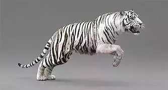 White Tiger RIGGED ANIMATED