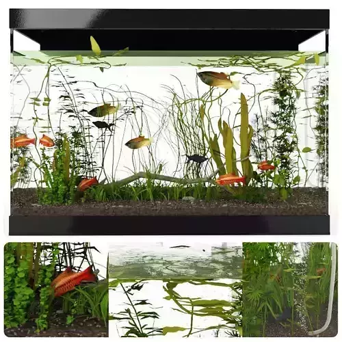 fish in the aquarium