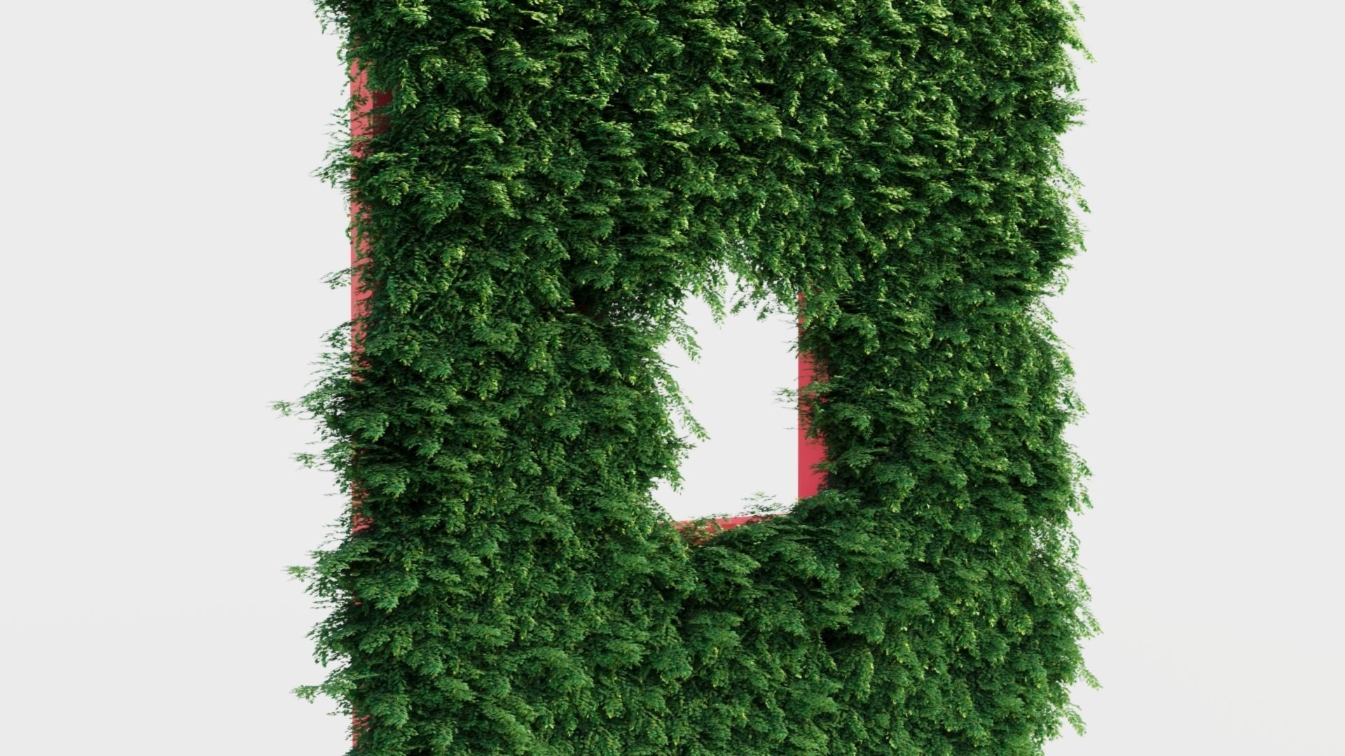 Adiantum venustum a 3D model_1