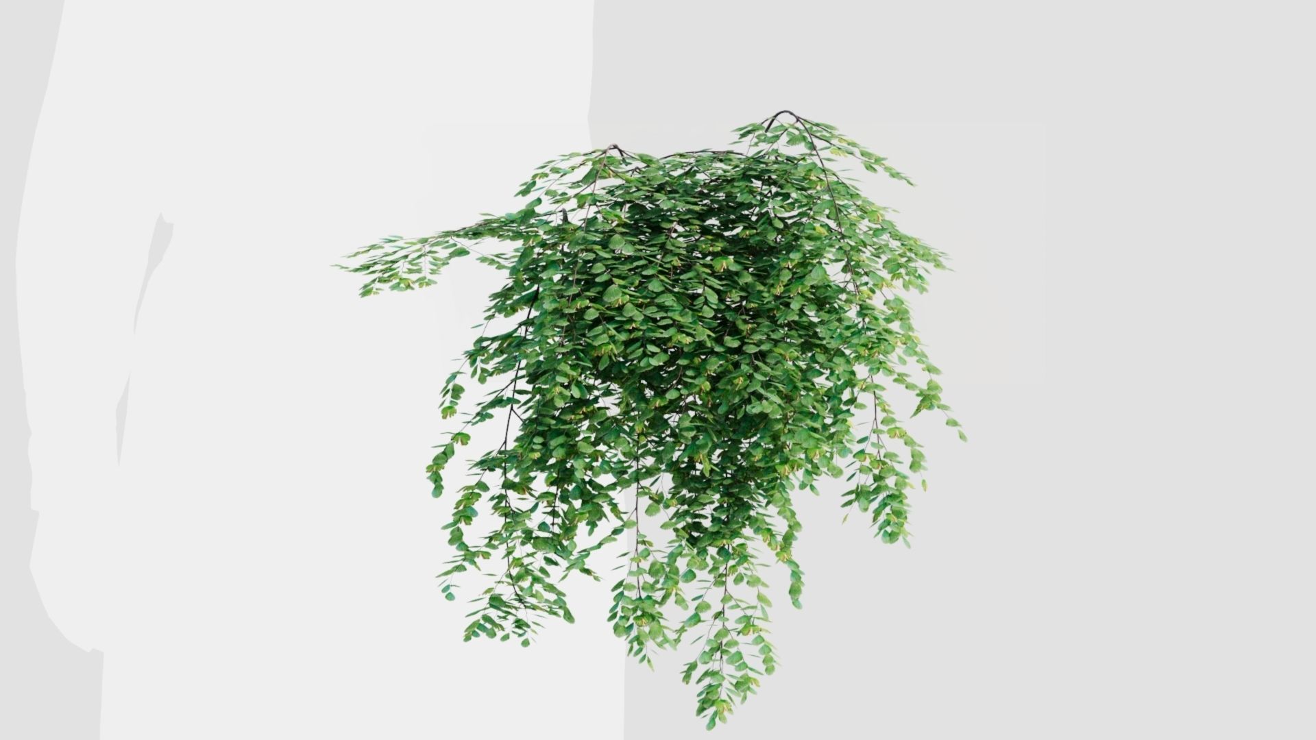 Adiantum venustum a 3D model_11