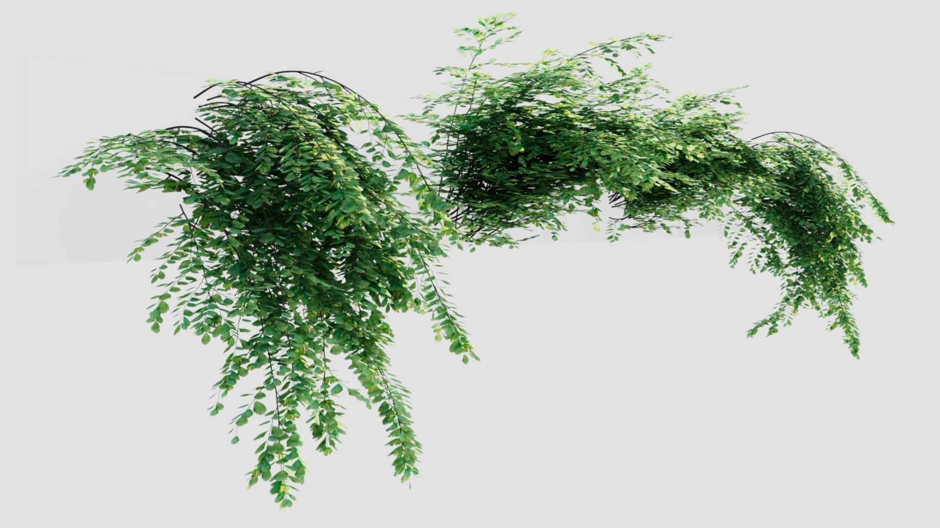 Adiantum venustum a 3D model_6