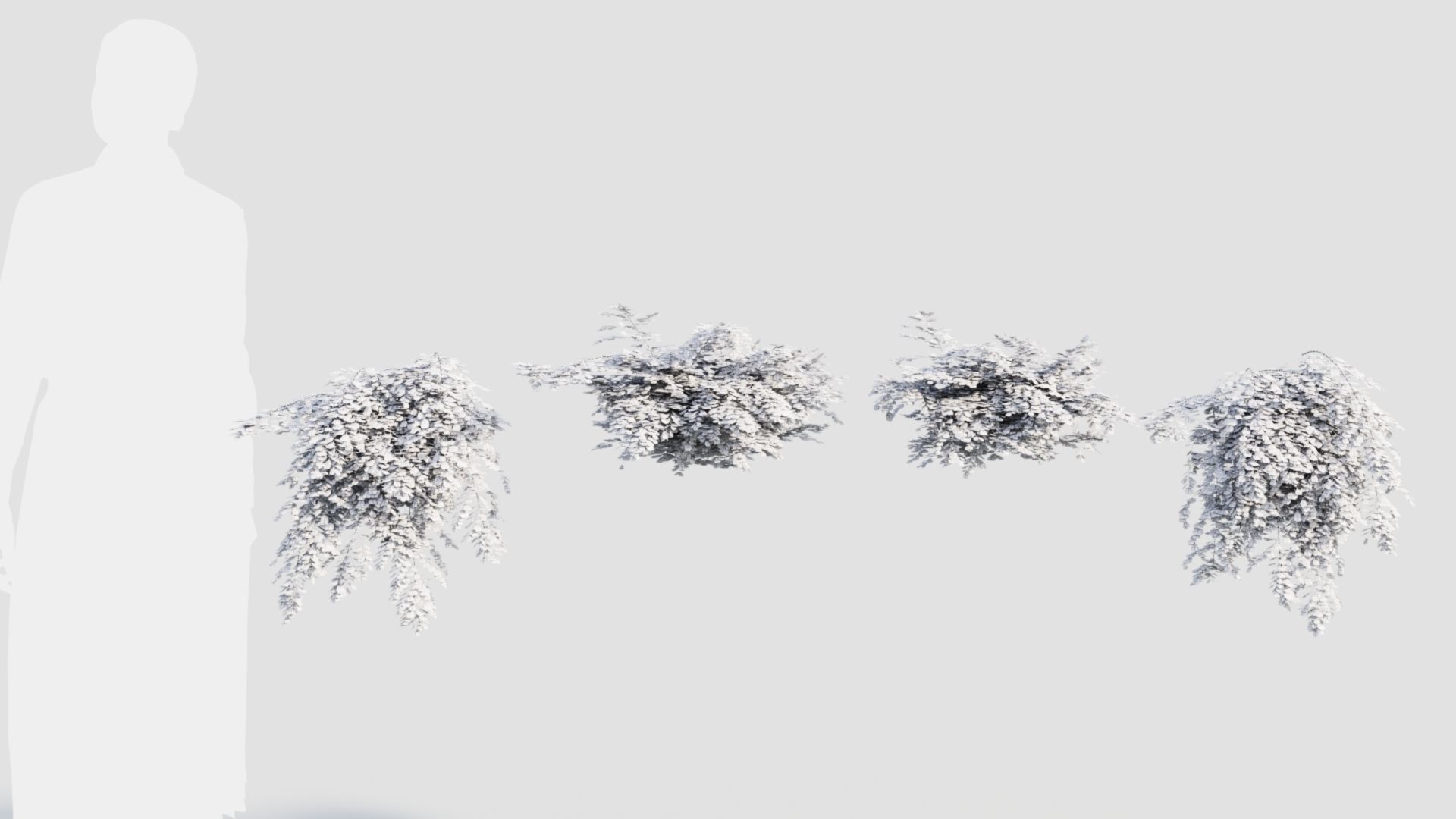 Adiantum venustum a 3D model_3