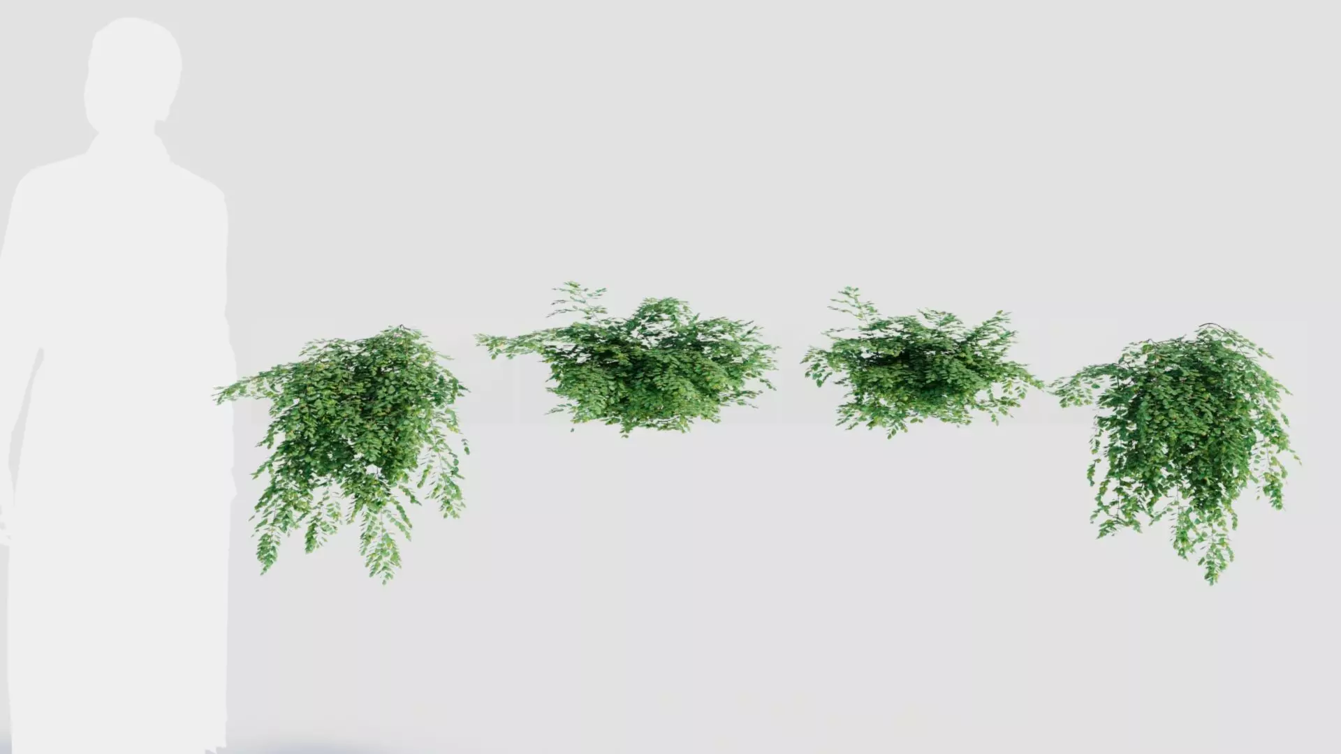 Adiantum venustum a 3D model_0