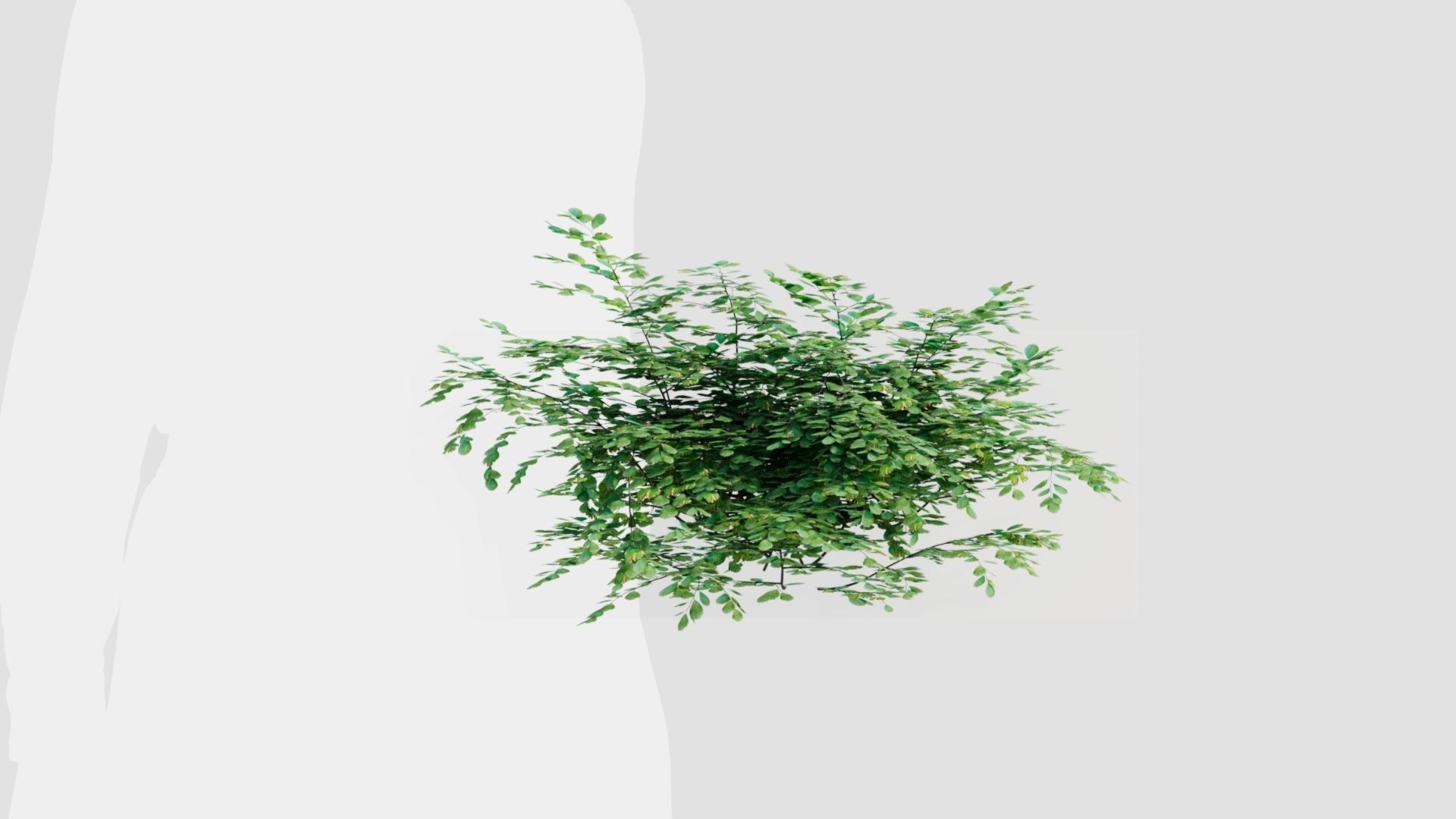 Adiantum venustum a 3D model_10