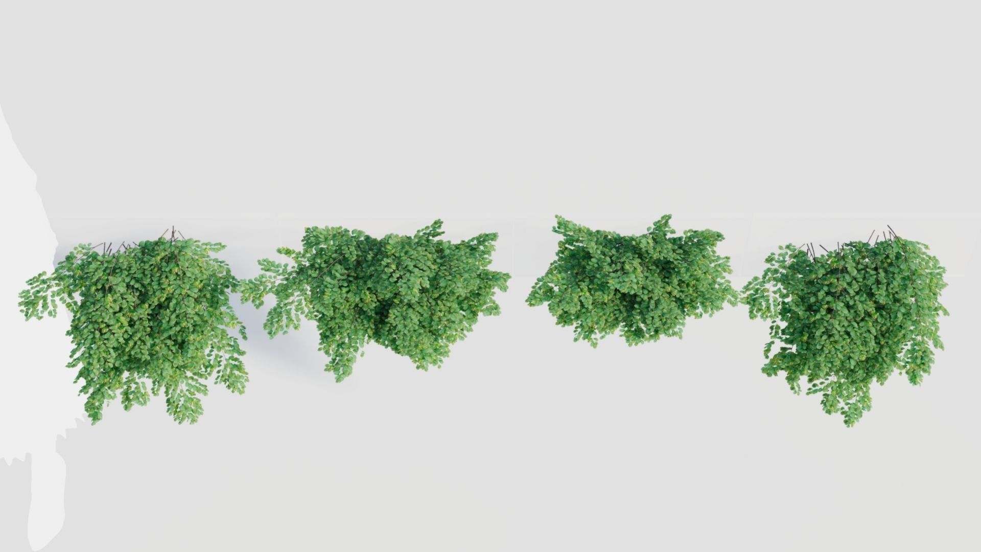 Adiantum venustum a 3D model_5