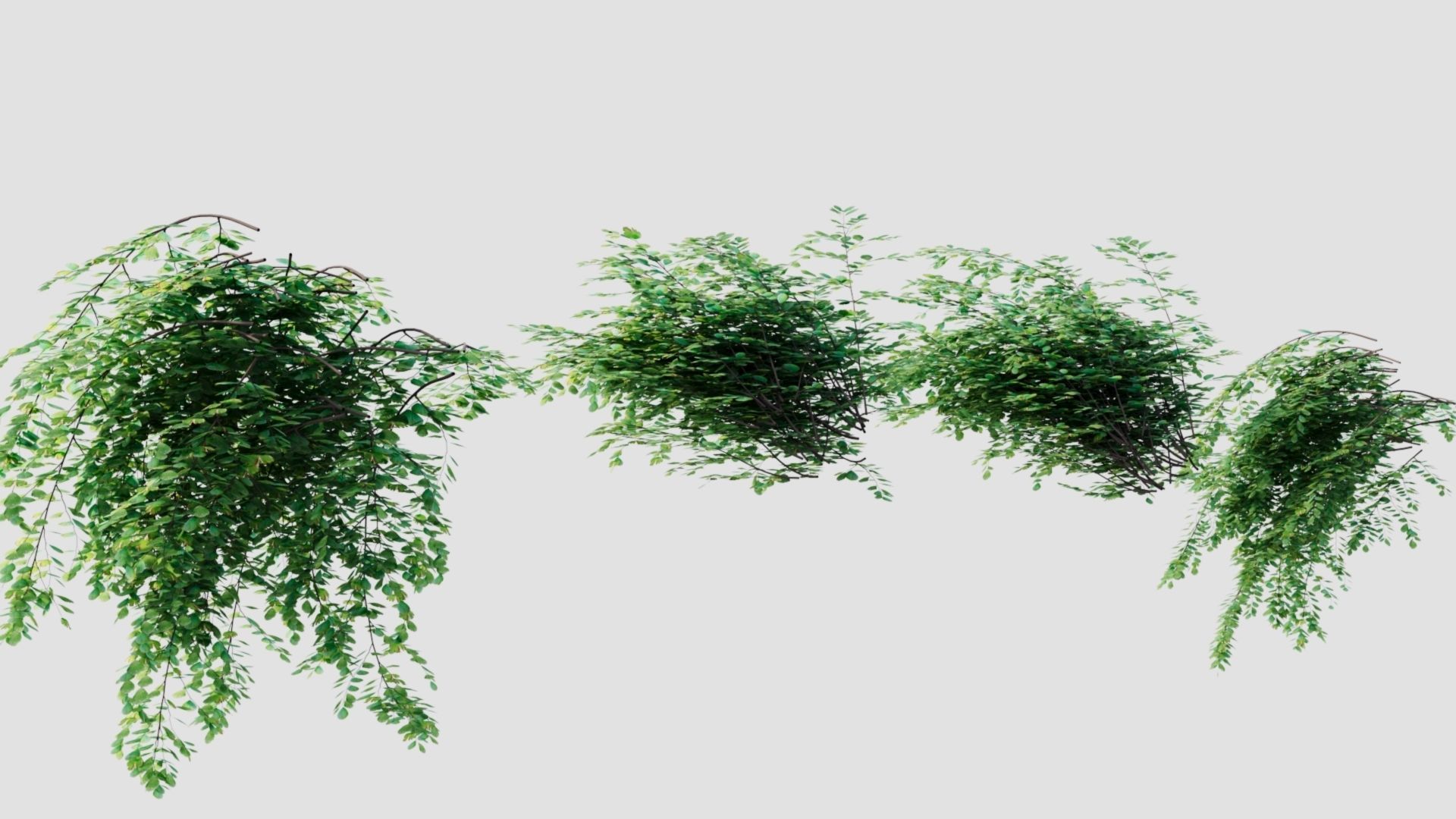 Adiantum venustum a 3D model_7