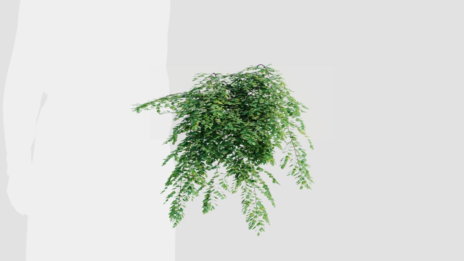 Adiantum venustum a 3D model_8