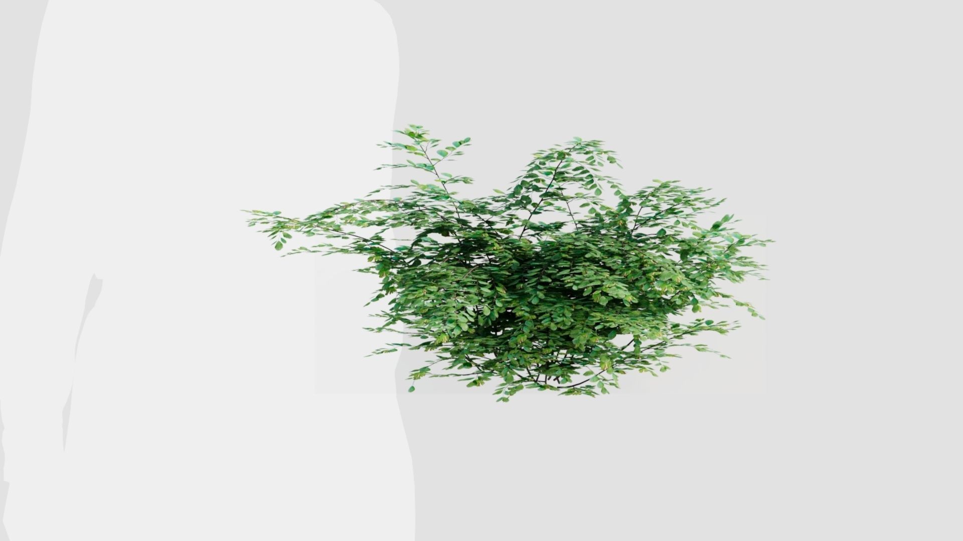 Adiantum venustum a 3D model_9