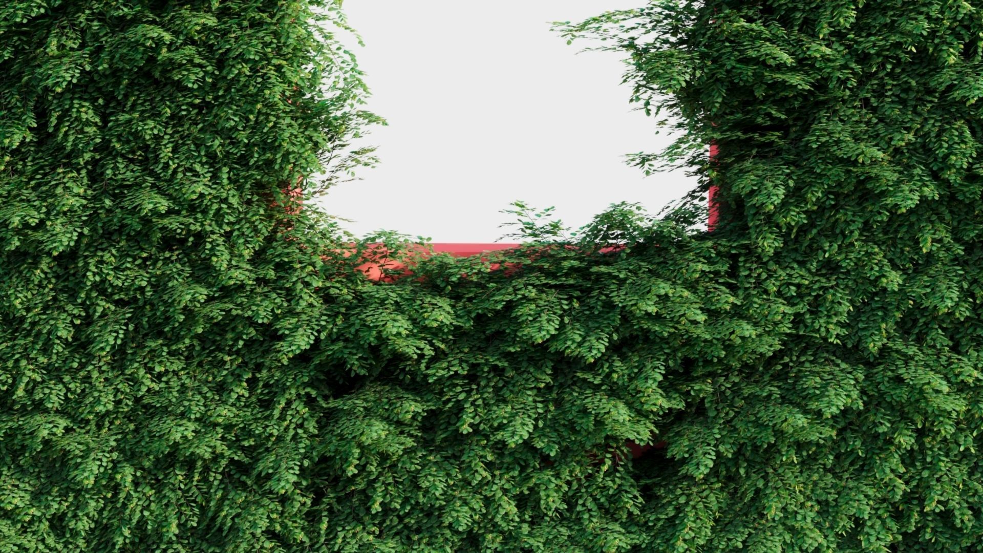 Adiantum venustum a 3D model_2