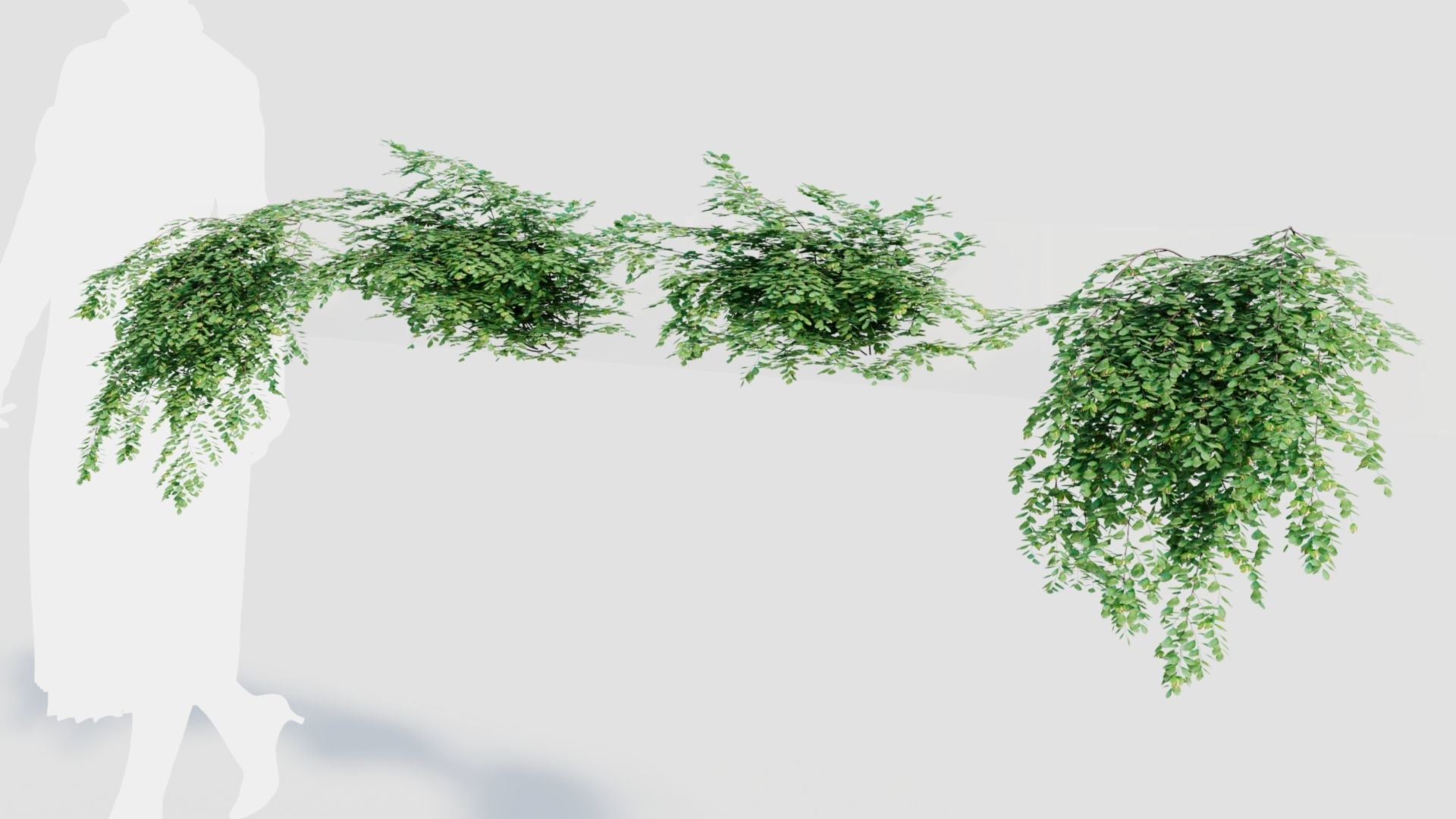 Adiantum venustum a 3D model_4