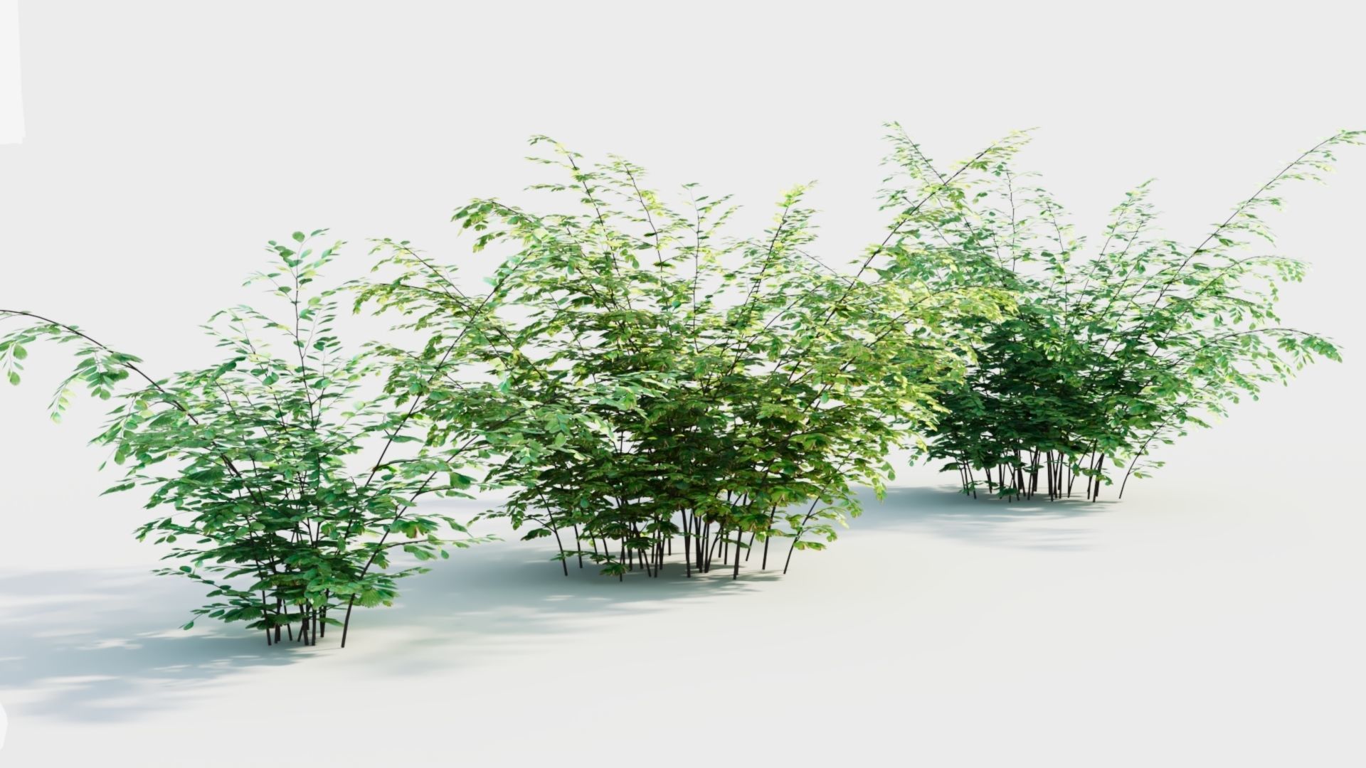 Adiantum venustum b 3D model_6