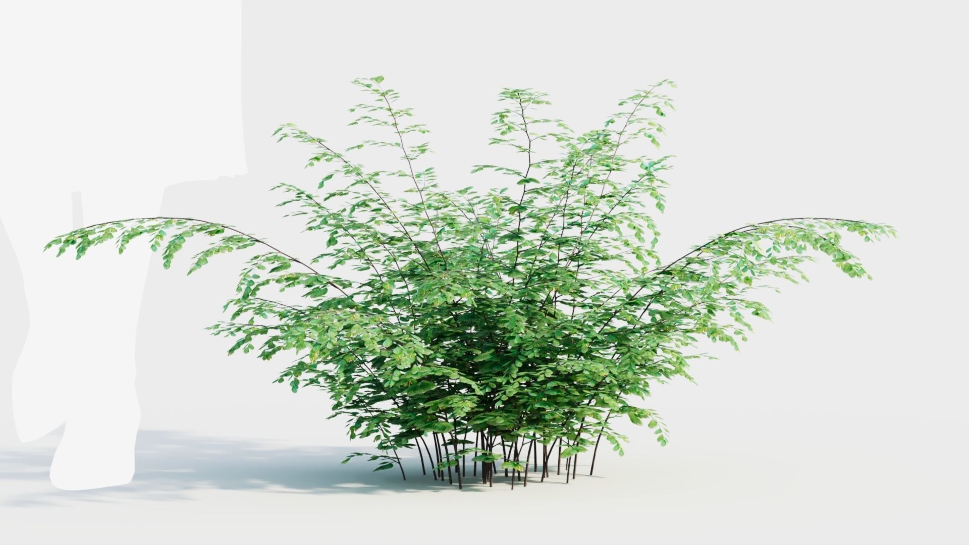Adiantum venustum b 3D model_10