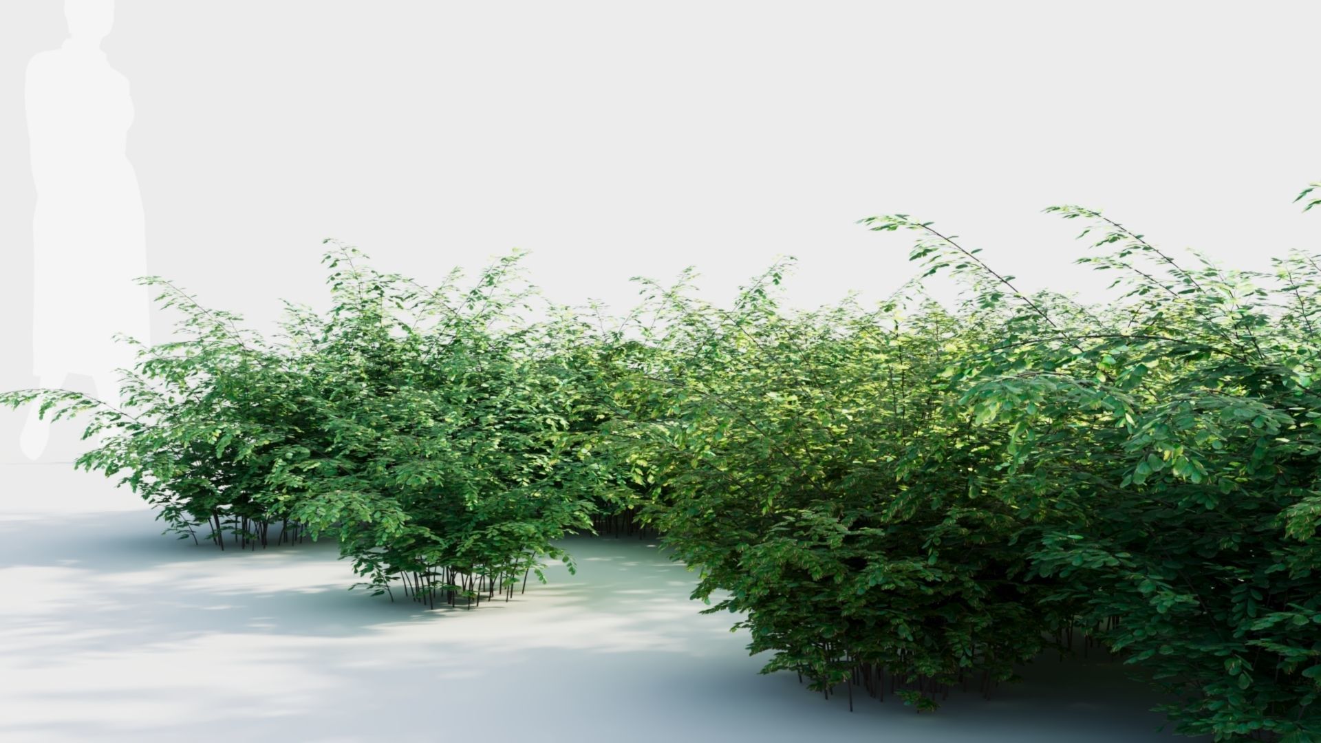 Adiantum venustum b 3D model_2