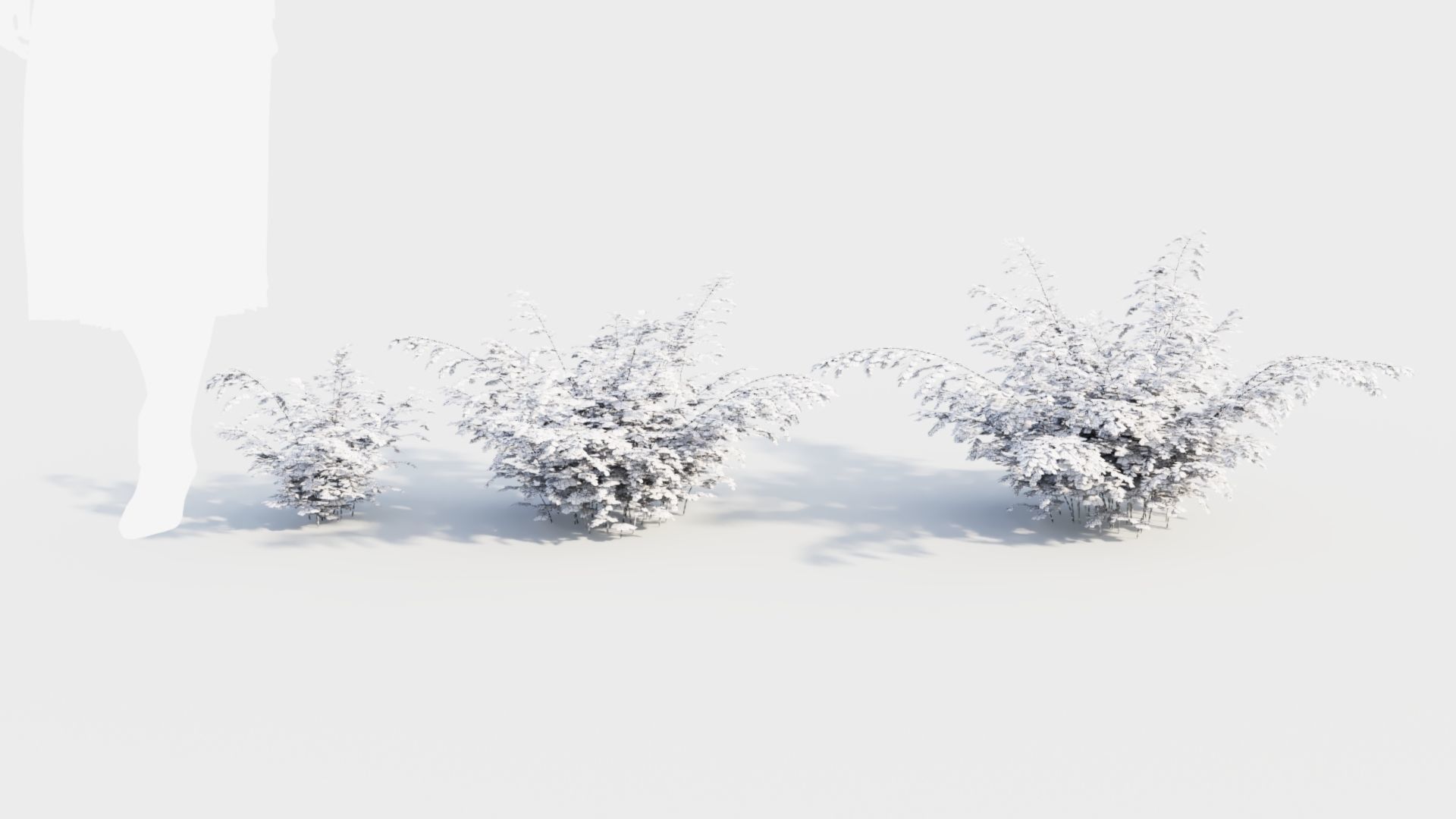 Adiantum venustum b 3D model_3