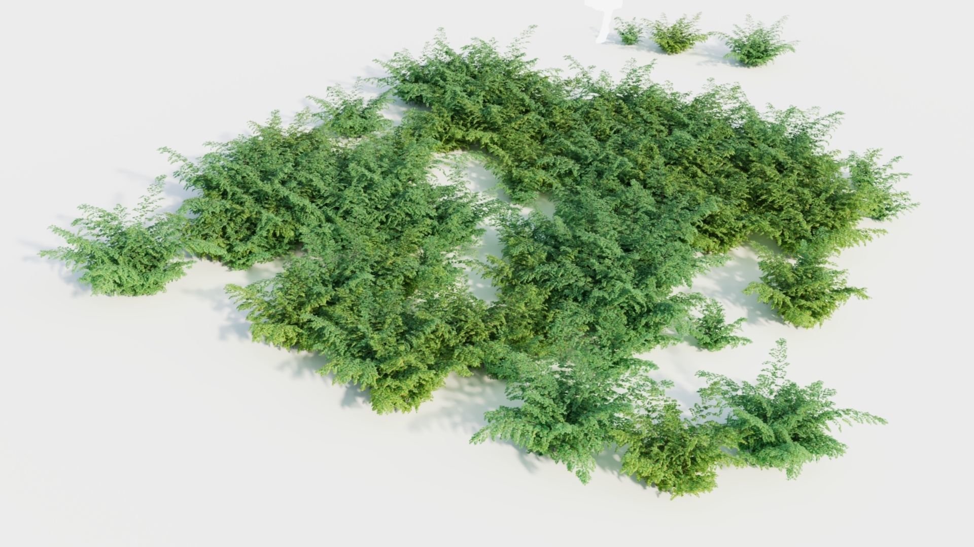 Adiantum venustum b 3D model_1