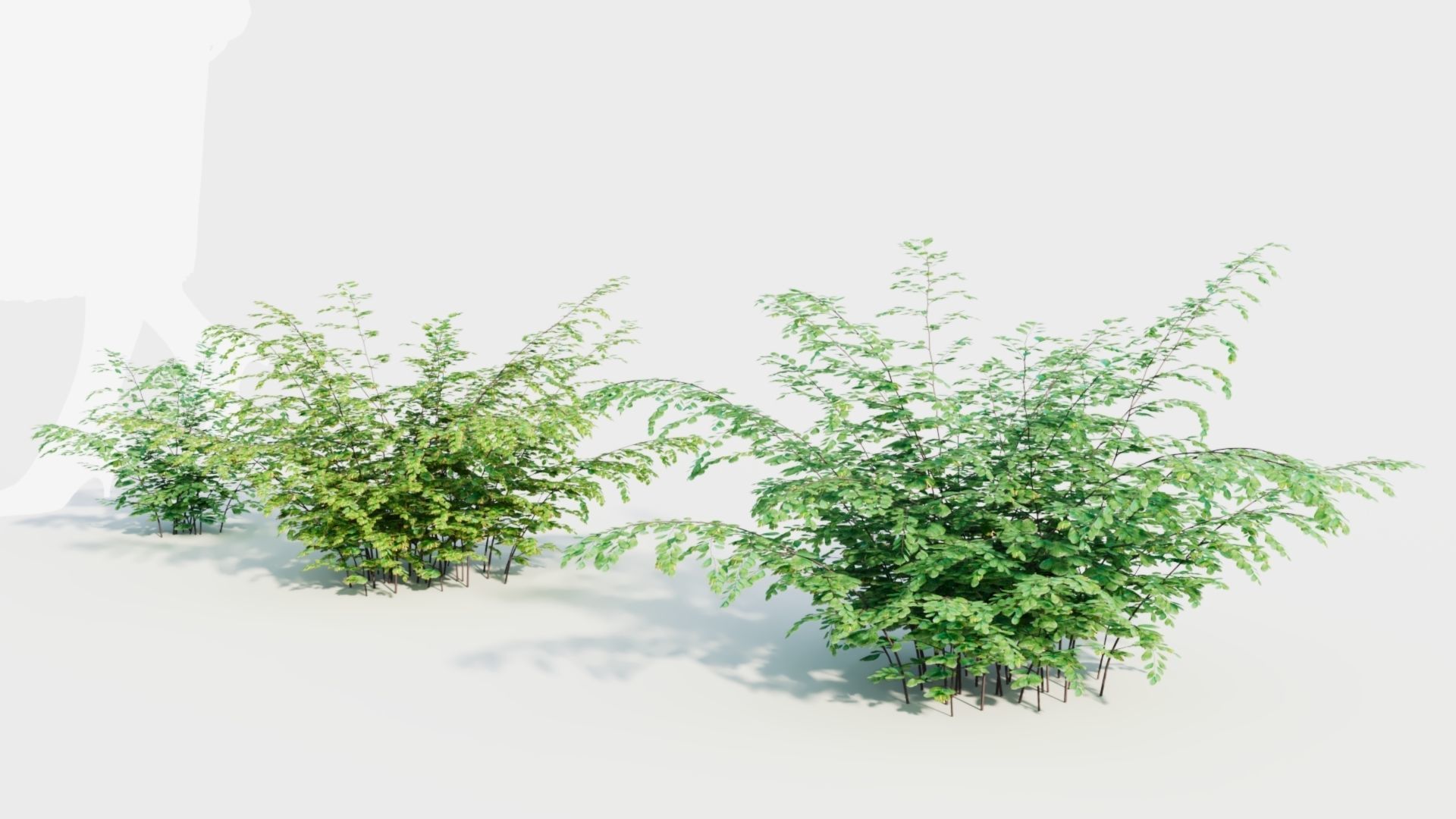 Adiantum venustum b 3D model_4