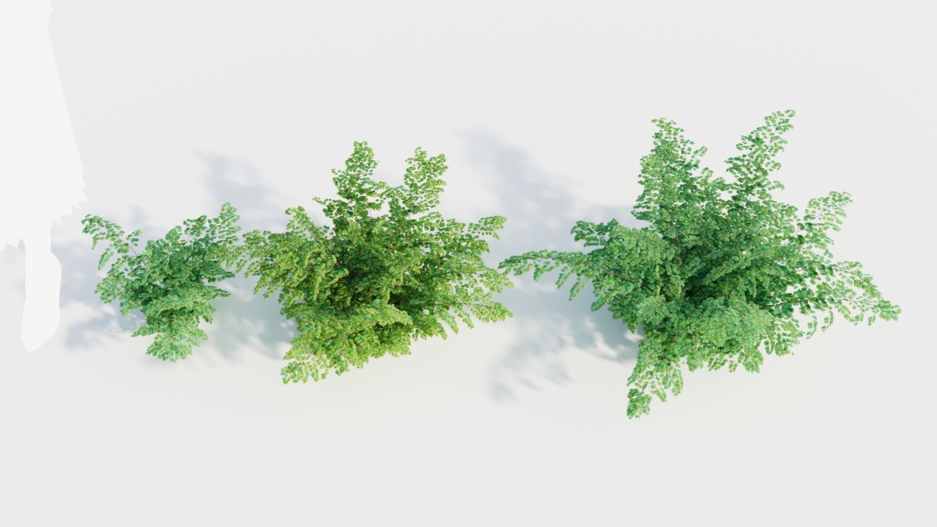 Adiantum venustum b 3D model_5
