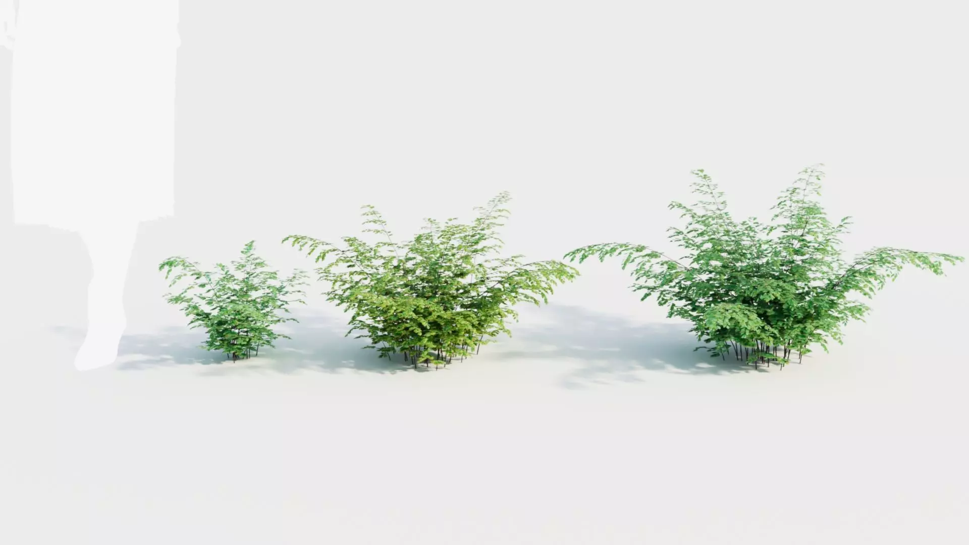 Adiantum venustum b 3D model_0