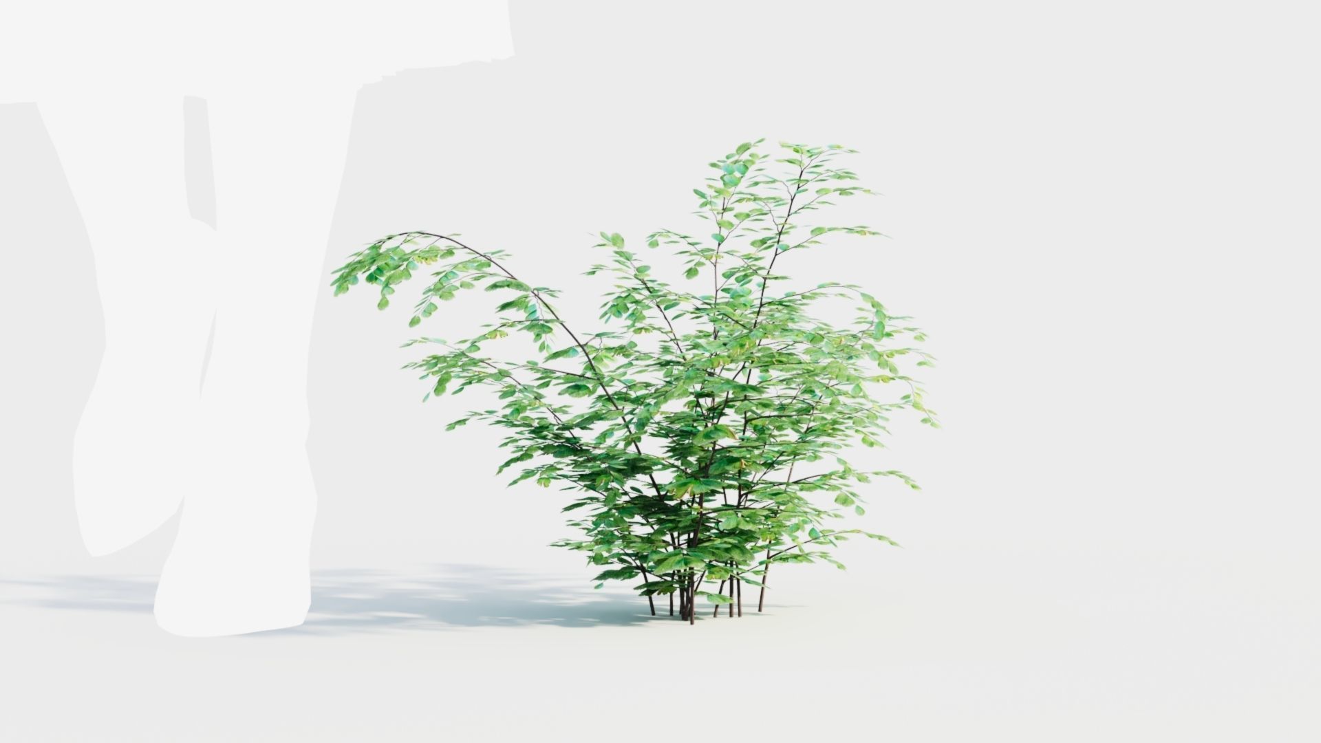 Adiantum venustum b 3D model_8