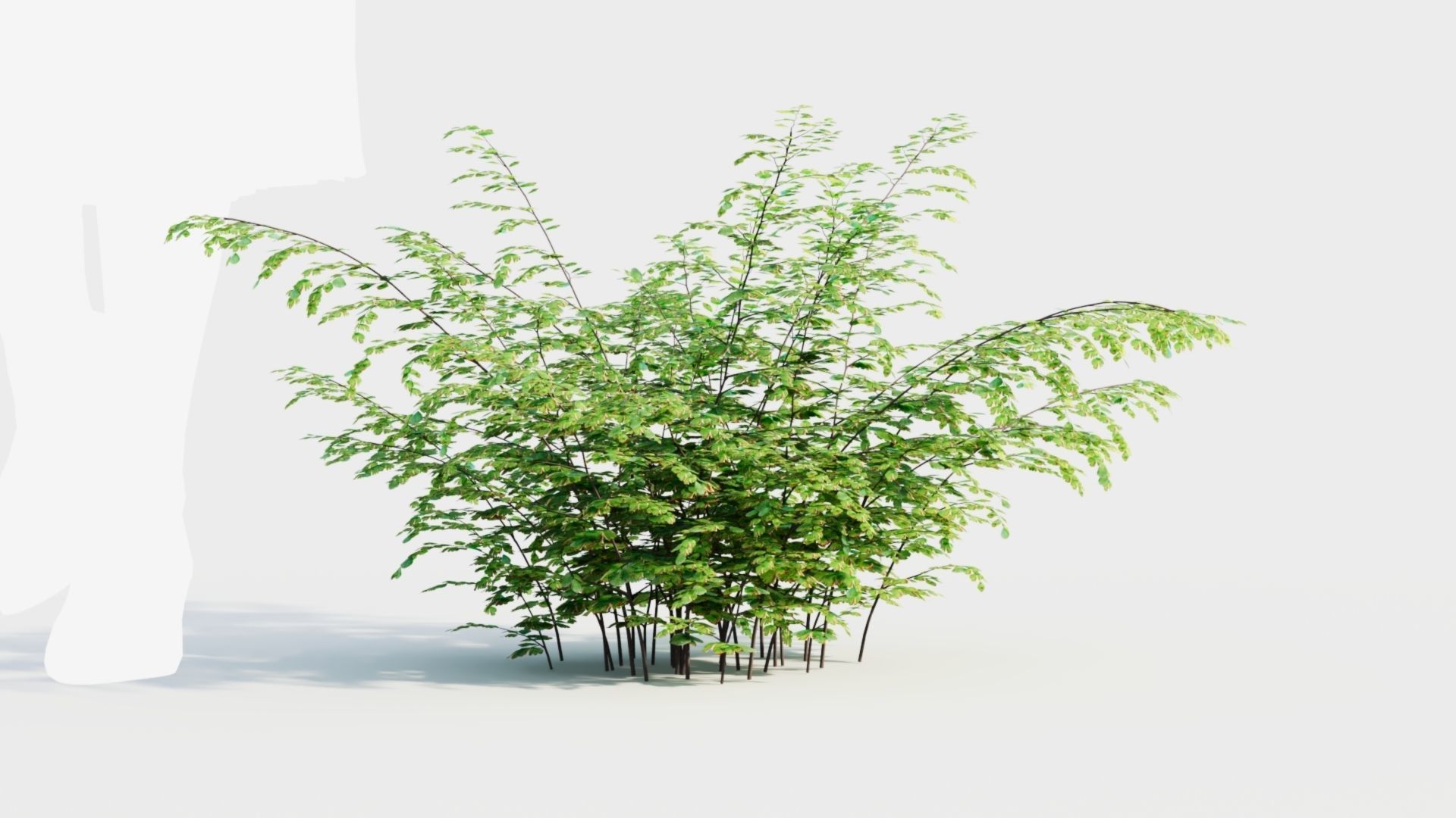 Adiantum venustum b 3D model_9