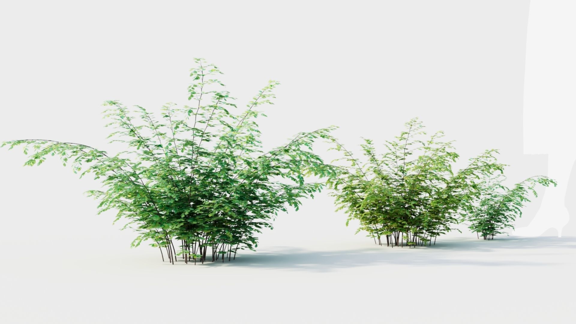 Adiantum venustum b 3D model_7