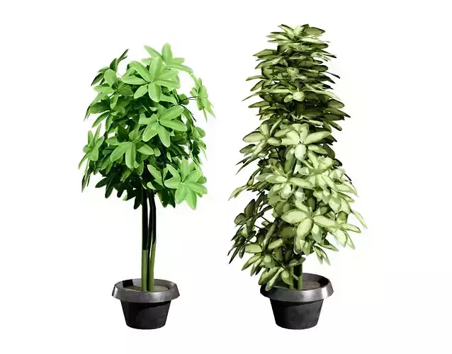 Low-Poly Schefflera Plants in Pots - 3D Asset Low-poly 3D model